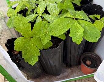 White Oak Tree Seedlings: Quercus alba Starter Saplings in 13 inch Pots