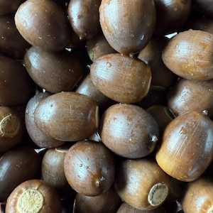 May include: A collection of numerous brown acorns, each featuring a smooth, oval-shaped nut body with a distinct, textured, circular cap at one end. The surfaces of the acorns appear slightly damp, showing subtle variations in brown tones.