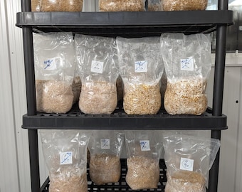 4lb Mushroom Grain Spawn