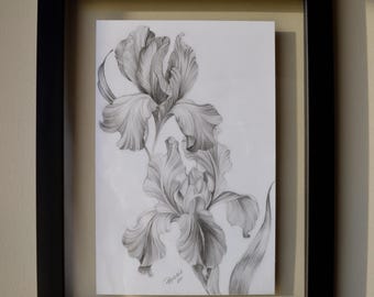 Original Zeichnung Iris Studie in Graphit auf Papier Zeitgenössische Kunst