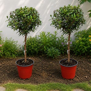 May include: Two small, round-topped trees in red pots. The trees have dark green leaves and brown trunks. They are set against a backdrop of green foliage and a white wall. The pots are approximately 12 inches in height.
