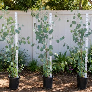 May include: Three young eucalyptus trees in black pots, each with a white measuring stick. The trees have round, silvery-green leaves and are planted in a garden setting with a white fence in the background.