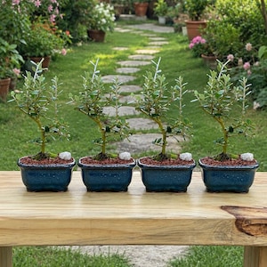 May include: Four small bonsai trees in dark blue rectangular pots with a textured finish. Each tree has green leaves and a small white stone at the base. The trees sit on a light brown wooden table, with a garden in the background.