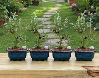 Olive Bonsai Tree with Live Moss in Ceramic Pot Indoor Mediterranean Decor, Not ship CA