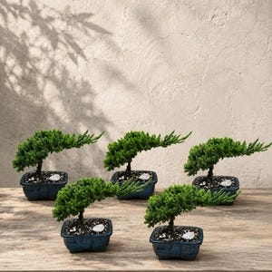 Flame Tree Bonsai - Etsy
