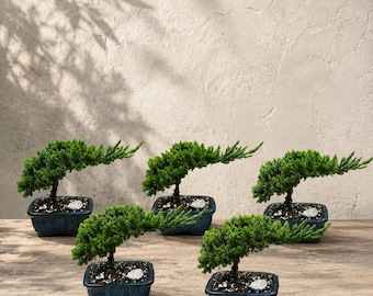 Juniper Nana Bonsai Tree in Glazed Pot Easy Outdoor Bonsai Gift for Beginners