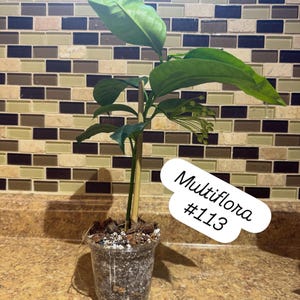 Gorgeous Multiflora Hoya