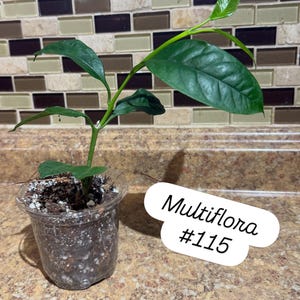 Gorgeous Multiflora Hoya