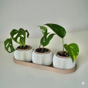 Può includere: Tre piccole piante in vaso con foglie verdi vibranti sono su un vassoio marrone chiaro. I vasi bianchi hanno un design a coste e un bordo marrone. Le piante sono un mix di diverse varietà.