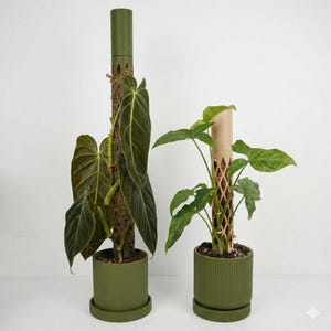 Puede incluir: Dos plantas en maceta con follaje verde y tutores de musgo. Las macetas y los tutores son de color verde oliva. La planta más grande tiene hojas grandes de color verde oscuro. La planta más pequeña tiene hojas de color verde claro. Los tutores de musgo dan soporte a las plantas trepadoras.
