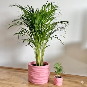 Può includere: Due piante in vaso. Una grande palma Areca con fronde verde brillante in un vaso rosa strutturato e una pianta più piccola in un vaso rosa abbinato. I vasi hanno un design ondulato e strutturato. Le piante sono su un pavimento in legno.