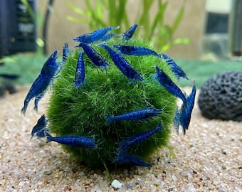 Marimo Live Marimo Moos Balls - Kleine Wasserpflanze für Garnelen 5x 15-17 mm