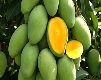 Sweet Keo Savoy Mango Tree, Live Grafted Fruit Tree, Premium Thai Cultivar, Home Garden Plant