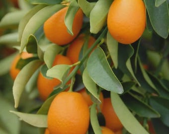 Sweet Nagami Kumquat Tree | Grafted Citrus Fruit Tree 3–4 Ft Tall | 3 Gallon Live Plant | Sweet Edible Skin | Container Patio Tree