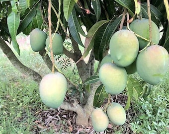 Banganapalli Grafted Mango Tree – 3-4 Ft Tall Live Mango Fruit Plant – Sweet Tropical Mangifera for Home Garden