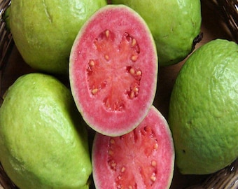 Live Thai Seedless Guava Plant | Tropical Fruit Tree | 3 Gallon Pot | Easy Grow Edible Garden Plant | Sweet Guava Tree
