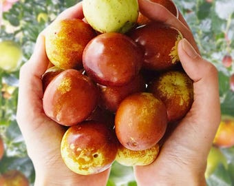 Árbol de azufaifo Li vivo / Árbol de dátil chino / Medicinal y comestible / Resistente al frío en zonas 6–9