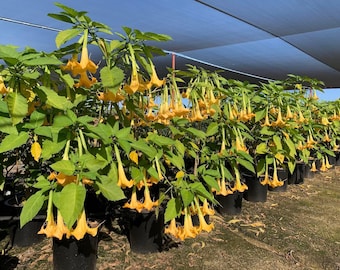 Yellow Angel Trumpet Live Plant | Brugmansia 'Charles Grimaldi' | 3 Gallon Flowering Tree | Garden Favorite