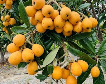 Big Jim Loquat Tree Grafted, Live Fruit Tree 2-3 Ft Tall, Japanese Loquat Plant, Sweet Edible Fruit, Ships in 3 Gallon Pot