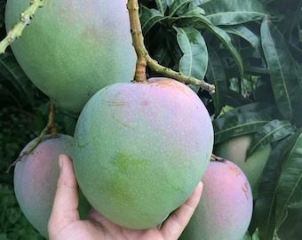 Dwarf Keitt Mango Tree Grafted Plant | Live Mango Tree in 1/2 Gallon Pot | Sweet Tropical Fruit Tree. No ship CA
