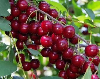 Live Stella Cherry Tree 3 Gallon Pot, 3' Tall Fruit Tree, Self-Pollinating Cherry Variety, Home Garden Orchard Plant, No CA Shipping