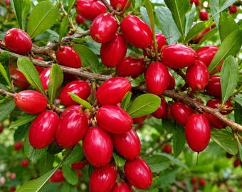 Tropical Miracle Berry Plant – Live Fruit Bush for Patio or Garden