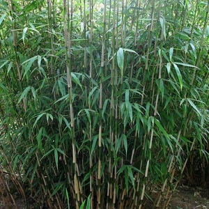 May include: A dense cluster of bamboo plants with slender, brown stalks and vibrant green leaves. The leaves are long and narrow, creating a lush, textured appearance. The bamboo is growing outdoors, with a natural, earthy backdrop.