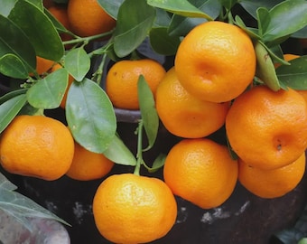 Live Owari Satsuma Tangerine Tree – Grafted Citrus Plant – Cold Hardy Sweet Mandarin – Perfect Gift – Ships Florida Only. NO SHIP CA