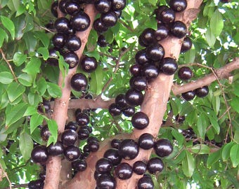 Air Layered Jaboticaba Tree 2–3 Ft – Live Rare Fruit Tree, 3 Gallon Pot, No Ship CA