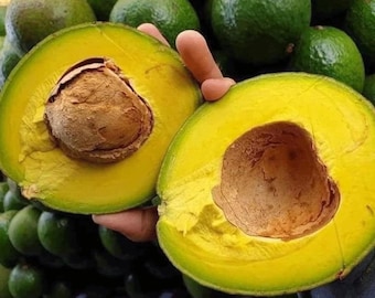 Dwarf Little Cado Avocado Tree | Grafted 1ft Plant | Perfect for Containers | Ships in Bag