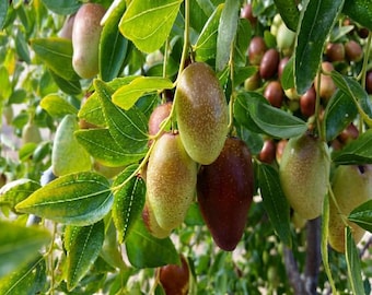GA866 Jujube Tree 3-4 Ft Tall | Grafted Chinese Date Tree | Large Trunk in 3 Gallon Pot | Sweet Fruit Tree