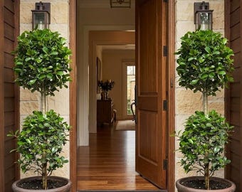 Live Eugenia Topiary Tree, Double Ball Brush Cherry Plant, Outdoor Topiary Shrub for Patio Entryway Garden, 10 Inch Pot, 39-41 Inch Height