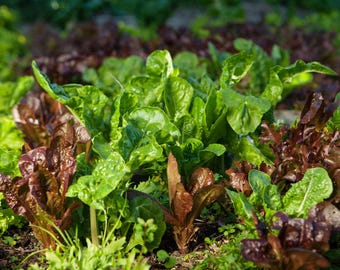 Lettuce Plant Bundle, Live Lettuce Seedlings, Garden Ready Starts & Plugs, Pre-Sprouted Vegetable Plants, Soil and Hydroponic Growing