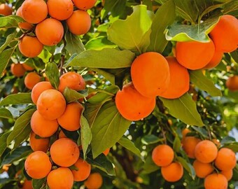 Sweet Jiro Fuyu Persimmon Tree, Fall Fruit Tree, Self-Pollinating Asian Persimmon Plant, Home Garden Tree