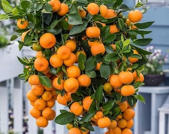 Calamansi Lime Tree – Live Citrus Plant with Edible Fruit