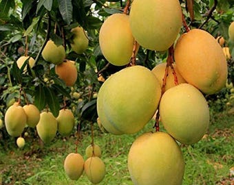 One live Alphonso mango tree, about 1 ft high, delivered in pot