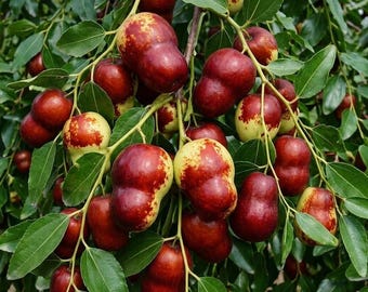 Grafted Hulu Jujube Tree – Live Fruit Tree in 3 Gallon Pot, 3–3.5 Ft Tall