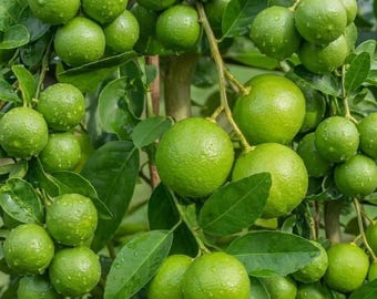 Grafted Thornless Key Lime Tree – Fruiting Age Citrus Tree, Live Tall Key Lime Plant for Home Garden