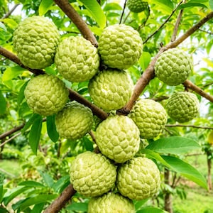 May include: A close-up shot of a tree branch laden with several green, textured custard apples. The fruits are round and bumpy, with a pale green hue. The background features green leaves and other branches.