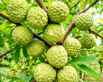 Grafted PPC Priestly Fruit Tree | Healthy Live Plant in 1 Gallon Pot | Free Shipping