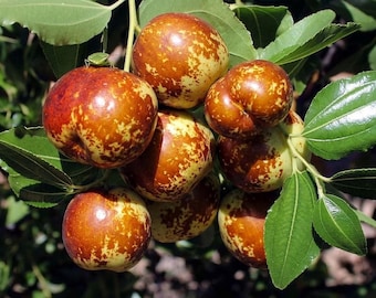 Premium Chico Jujube Tree, 3 Gallon Live Plant, Edible Fruit Bearing Tree, Chinese Red Date for Garden & Orchard