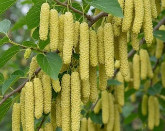 Live Rare White Mulberry | Long Fruit Variety | 2-3 Ft Tall Tree | Edible Berry Plant | 3 Gal Container