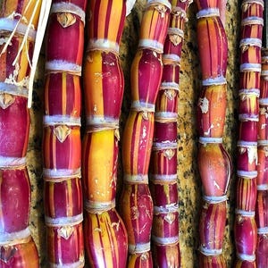 May include: Close-up of several stalks of sugarcane, showcasing a vibrant mix of colors. The stalks are segmented, with alternating bands of deep red and yellow-orange hues. The texture appears fibrous and natural, suggesting a fresh harvest.