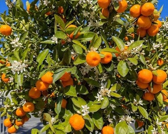 Semi-Dwarf Grafted Satsuma Citrus Tree | Cold Hardy Self-Pollinating Orange Fruit Tree | Garden Plant
