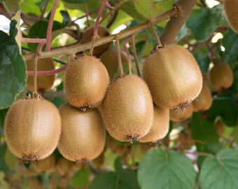 Tomuri Male Kiwi Plant 2 ft Tall, Live Hardy Kiwi Vine in 1 Gallon Pot, Pollinator Plant for Fruit Bearing Kiwi Garden