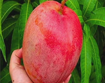 Miyazaki Mango Tree – Grafted “Egg of the Sun” Variety – 3–4 ft Tall. No SHIP CA