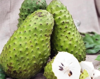 Soursop Fruit Tree – Large Live Graviola Plant 3 Feet Tall