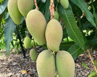 Orange Sherbet Mango Tree, Grafted Live Mango Plant, 3 Gallon Pot, Rare Florida Mango, Well Rooted Fruit Tree, No Ship CA