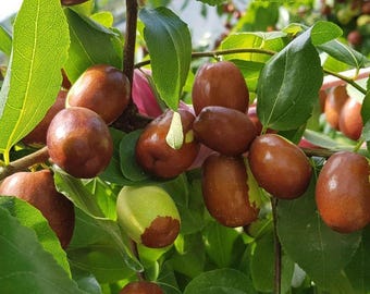 chinese jujube ga-866 live plant – red date tree – tissue cultured own root