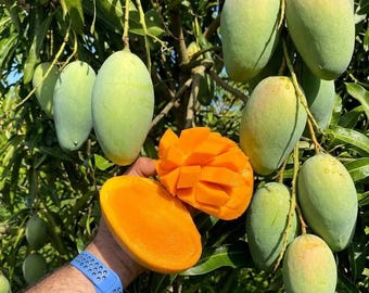 Grafted Mallika Mango Tree, Live Tropical Fruit Tree, 3 Gallon Pot, Approx. 2 Feet Tall
